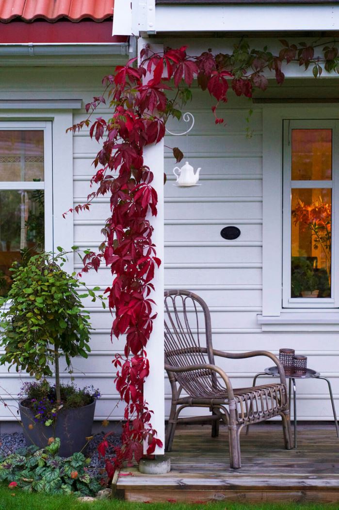 Trädgården på hösten