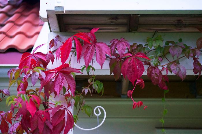 Trädgården på hösten