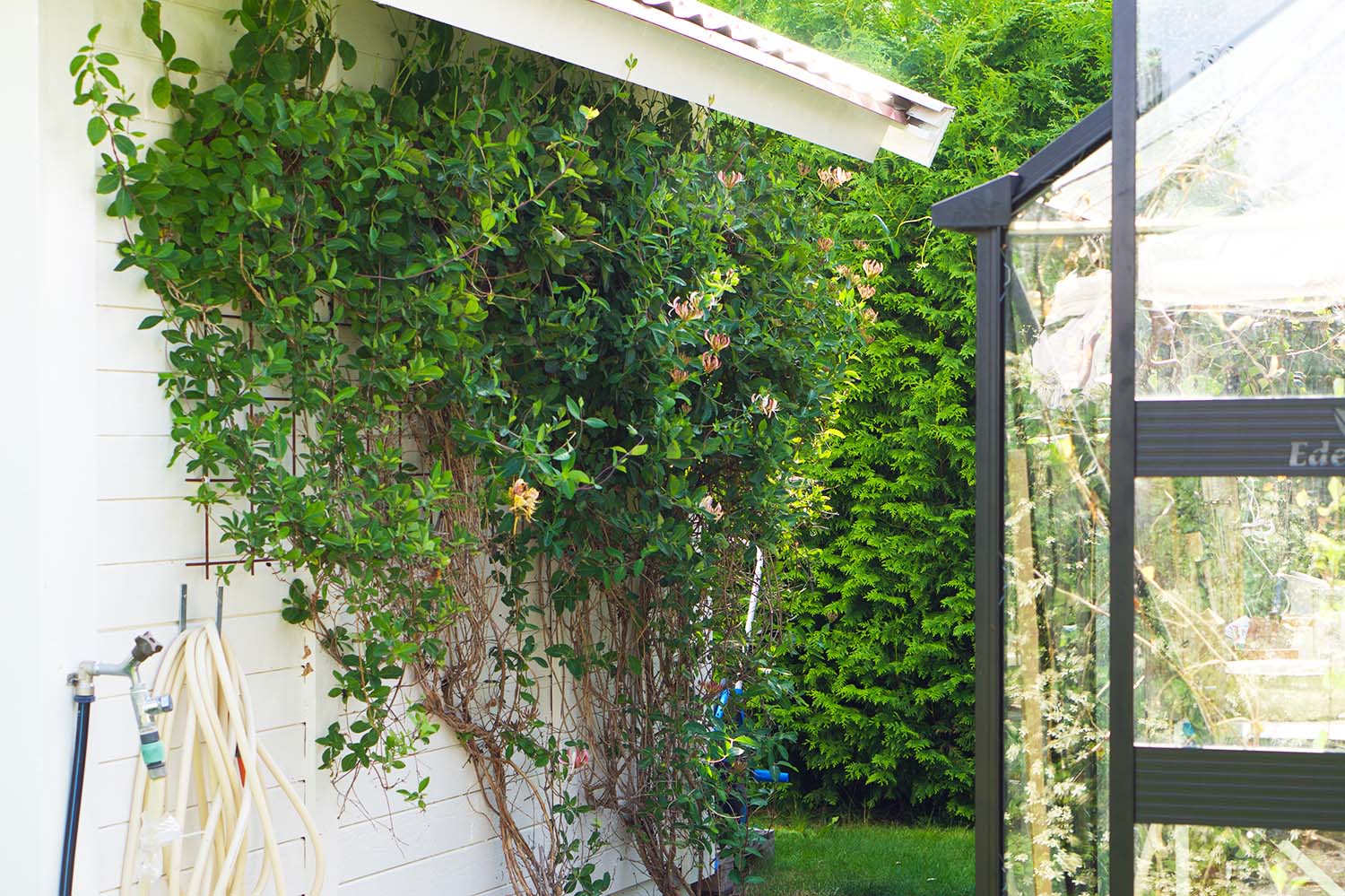 Trädgården i augusti - kaprifol