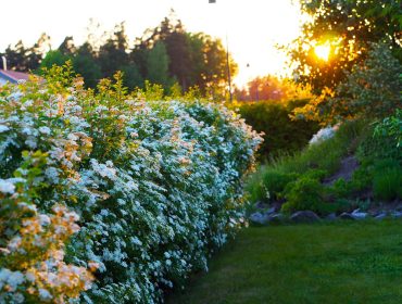 tradgarden-i-borjan-av-juni-14