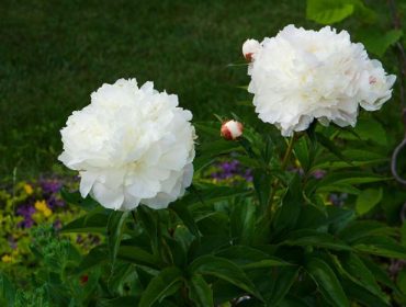 tradgarden-i-juli-1-1