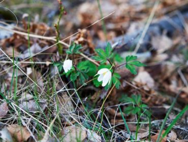 tradgarden-i-maj-1-1