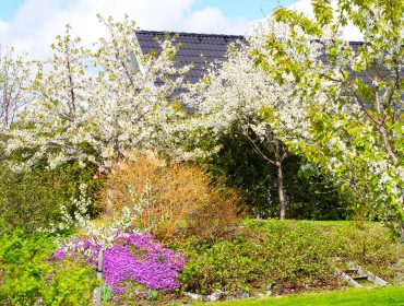 tradgarden-i-maj-8
