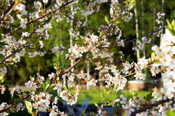 Plantering i trädgården