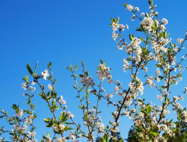 tradgarden-korsbarstrad-3-1