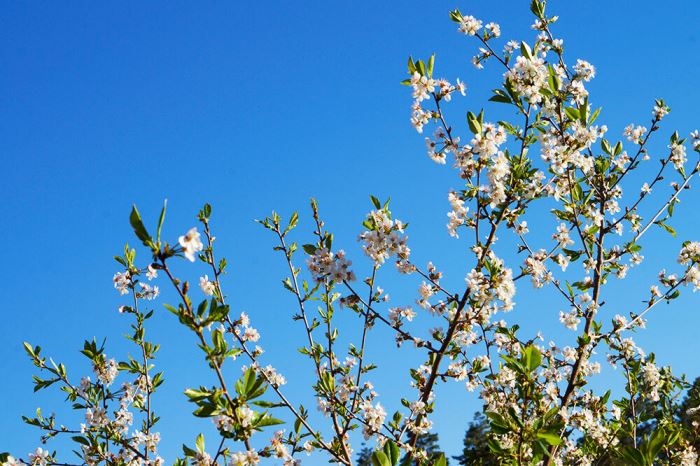 Plantering i trädgården