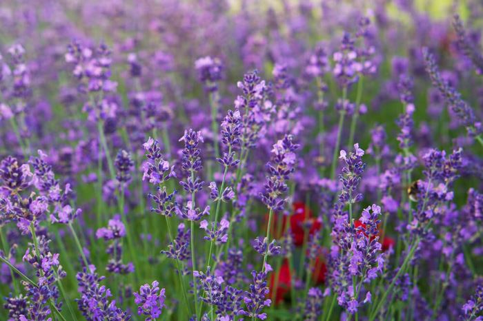 Trädgården på kvällen i sommarsol
