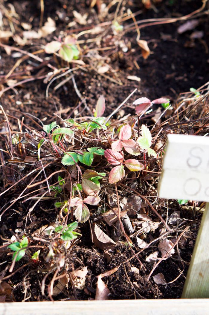 Trädgårdsfix jordgubbsplantor