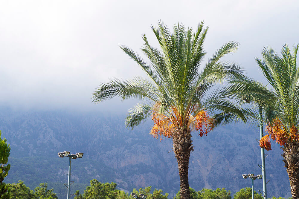 Club Salima, Kemer, Turkiet