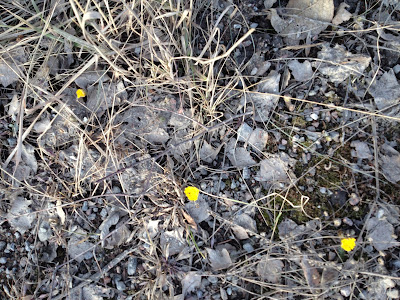 tussilago - Ännu en härlig vårdag