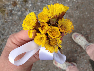 tussilagobukett - Tussilagopromenad