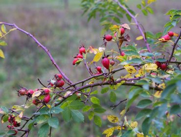 vackra-oktober-4