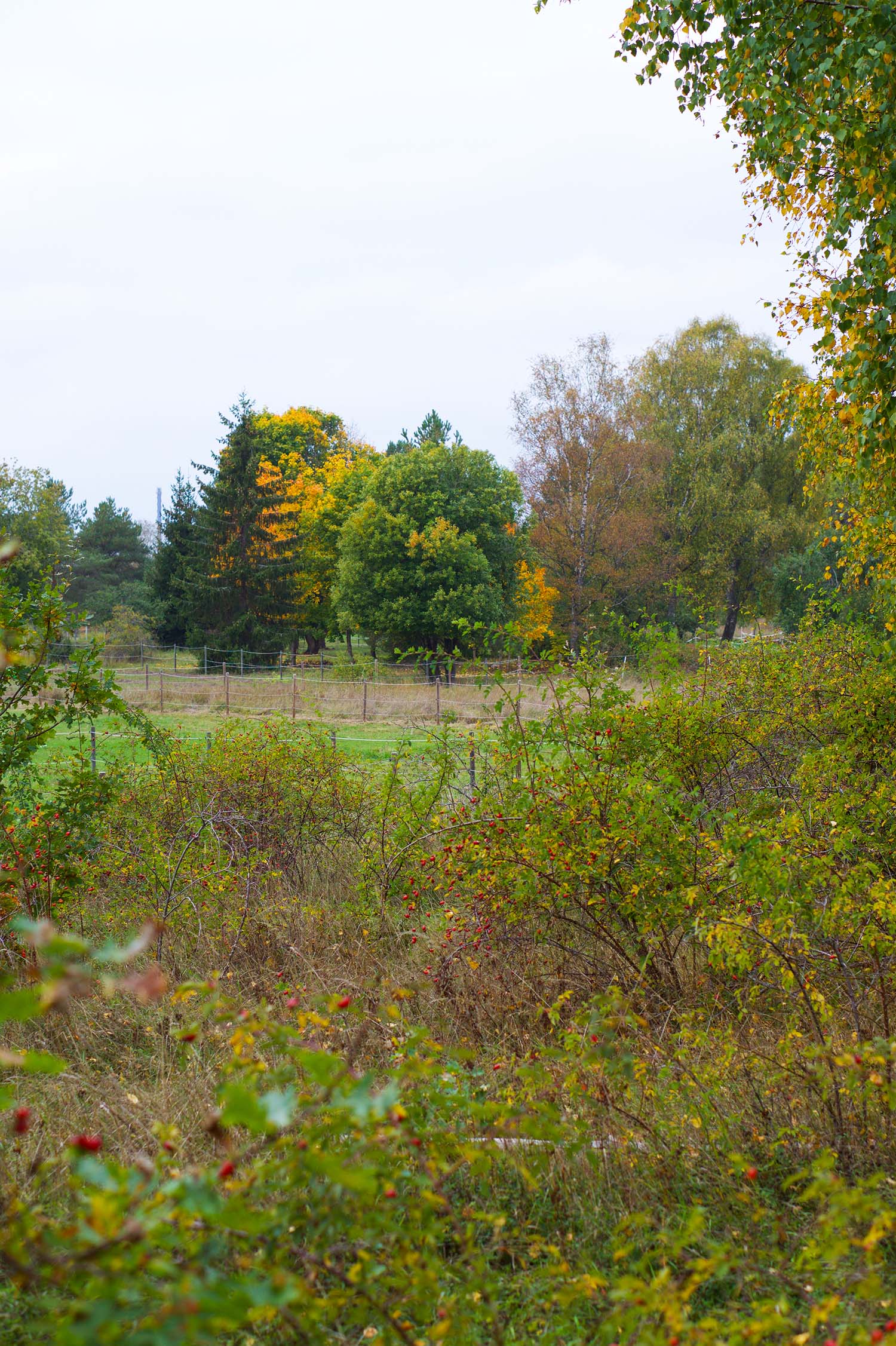 Vackra oktober