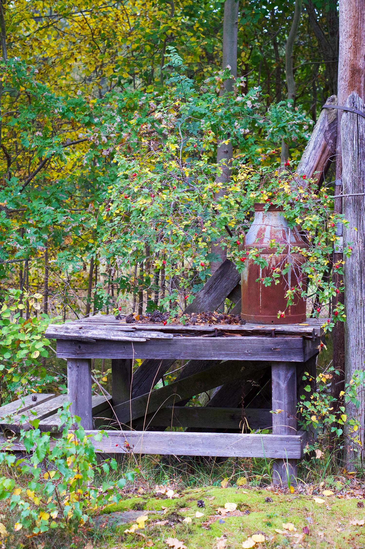 Vackra oktober