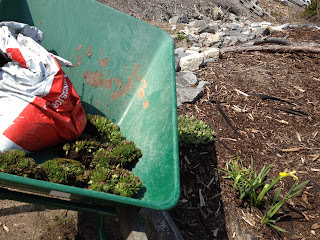 vardagsmotion-i-trC3A4dgC3A5rden-28129 - Vardagsträning i trädgården