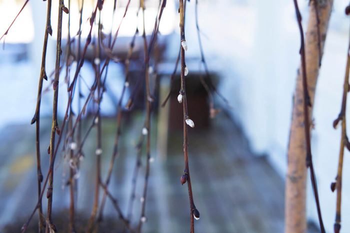 Vårkänslor med knoppar i busken