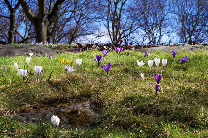 Vårlökar i parken