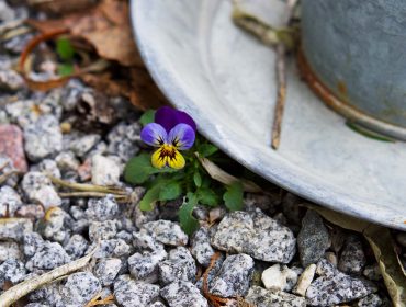 vartecken-i-tradgarden-1