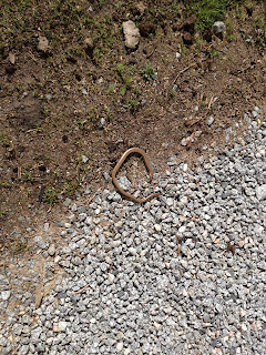 vartecken-i-tradgarden-5 - Vårtecken