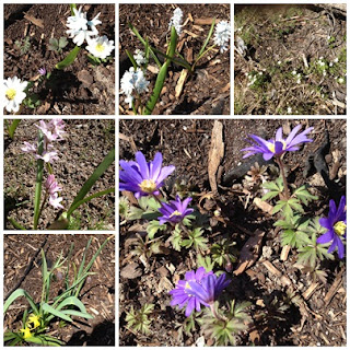 vartecken-i-tradgarden - Vårtecken