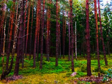 veckans-basta-32-skogen-1-1