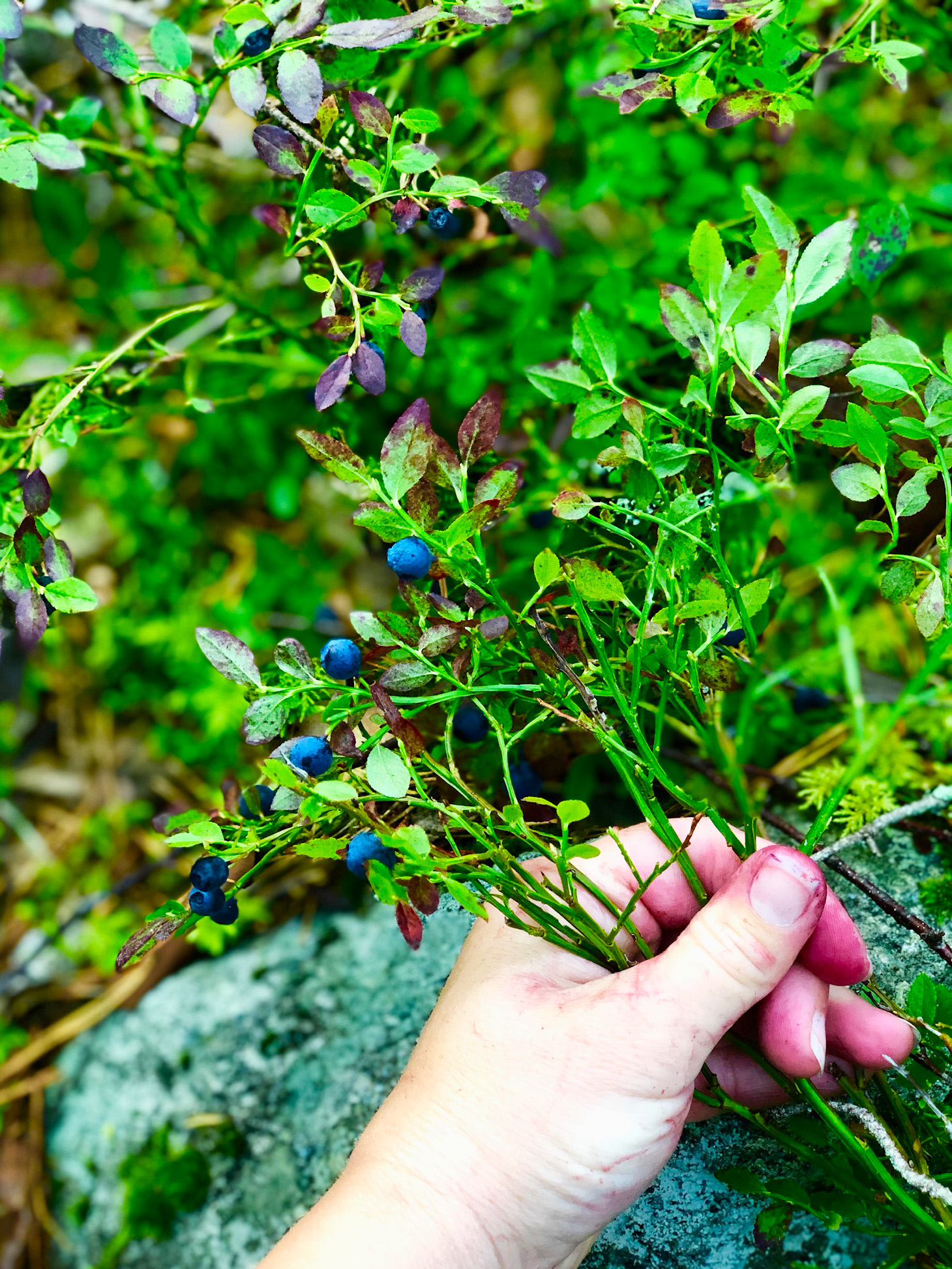 Blåbärsplock i skogen