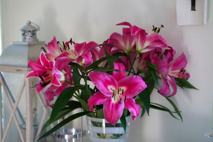 Liljor i vas