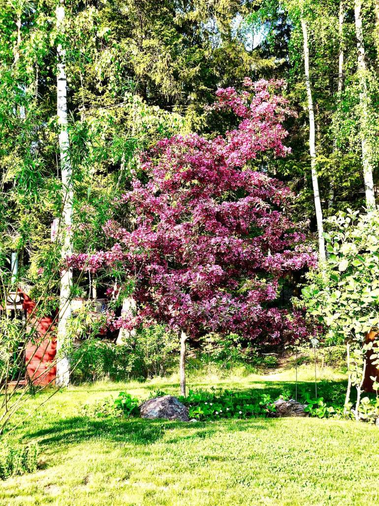 veckans-basta-purpurapel-1 - Veckans bästa ♥