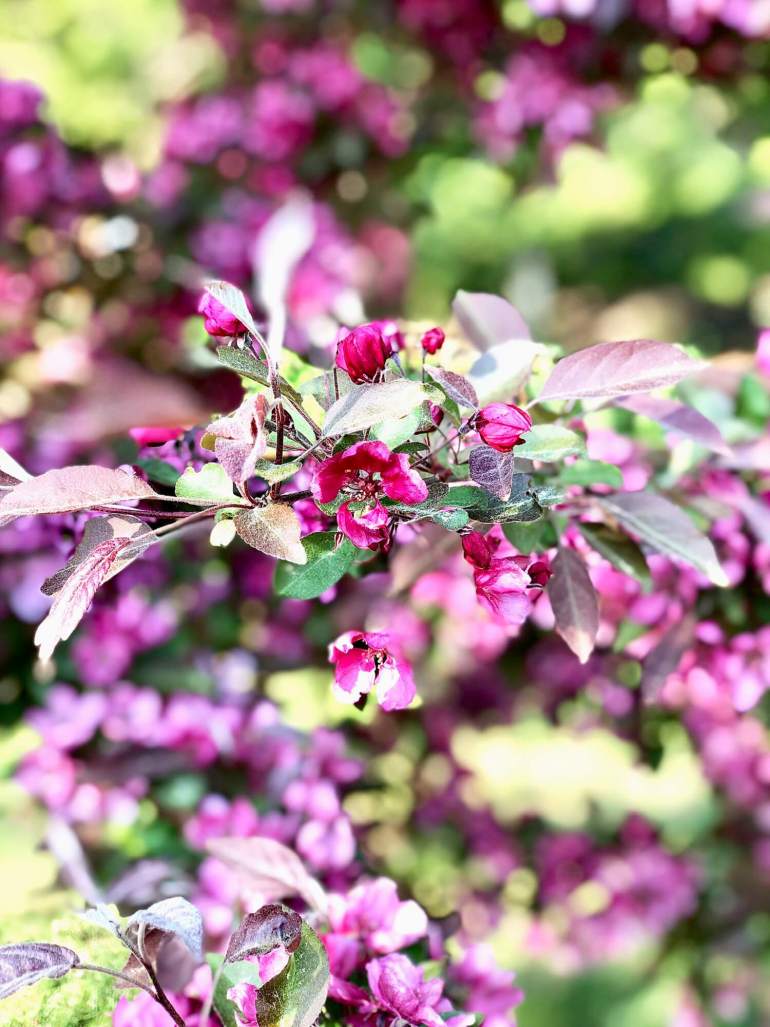 veckans-basta-purpurapel-2 - Veckans bästa ♥