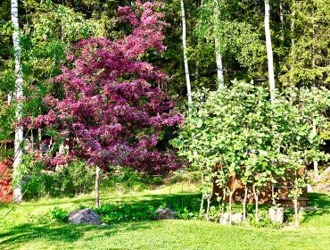 veckans-basta-purpurapel-3