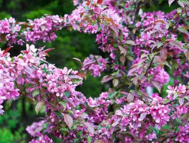 veckans-basta-tradgarden-1