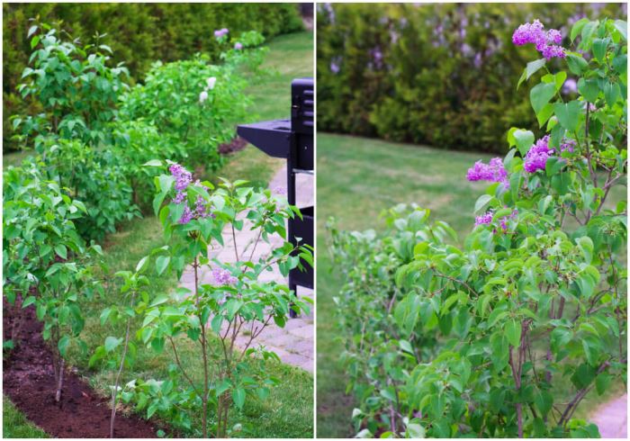 syrénberså i trädgården