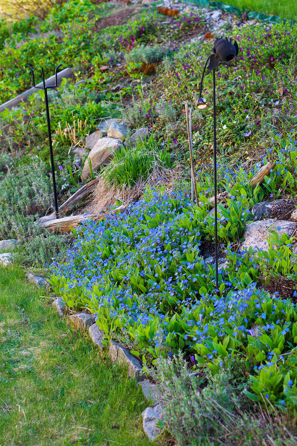 blommor i trädgården