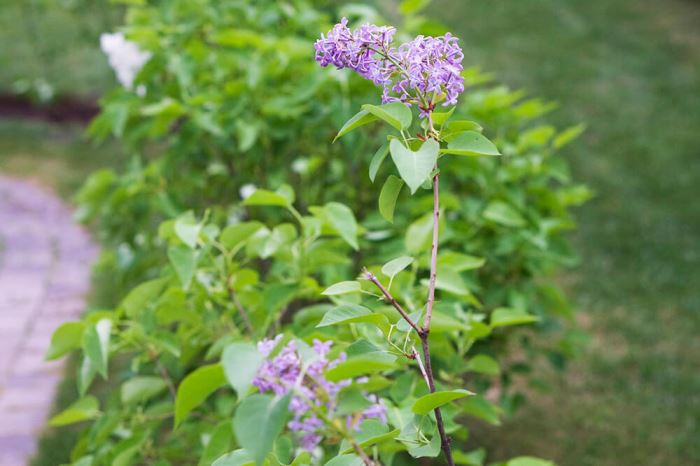 syrénberså i trädgården