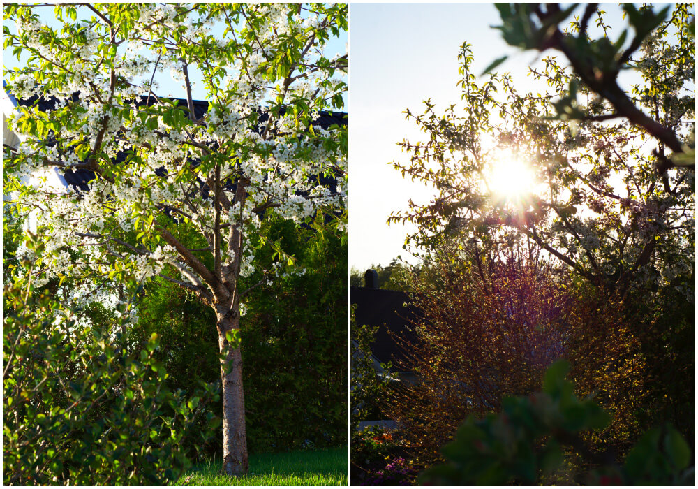 körsbärsträd i trädgården