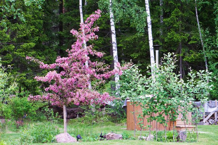 körsbärsträd i trädgården