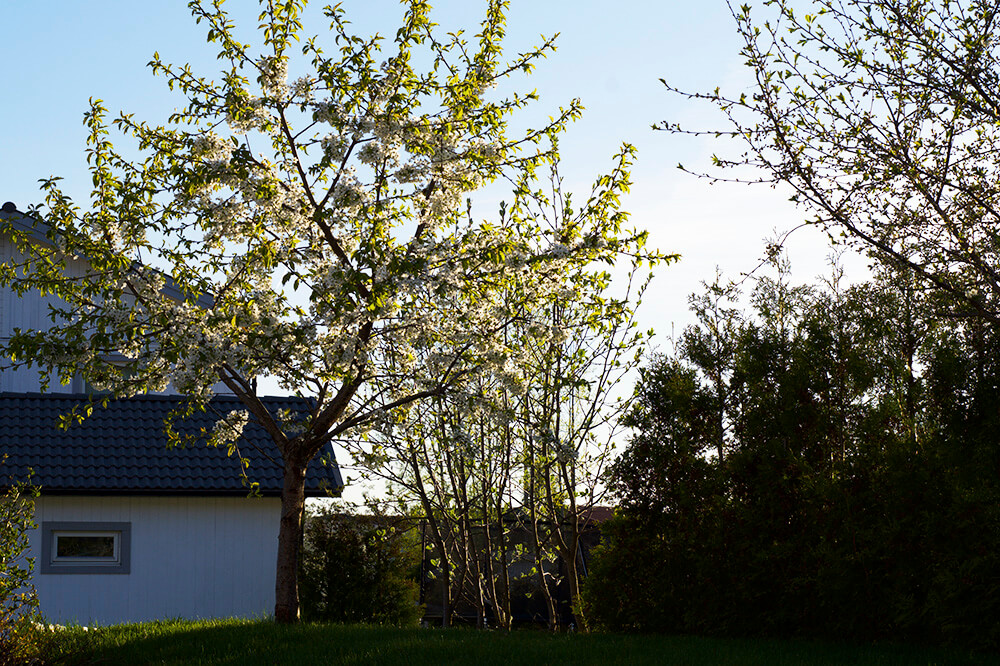 körsbärsträd i trädgården