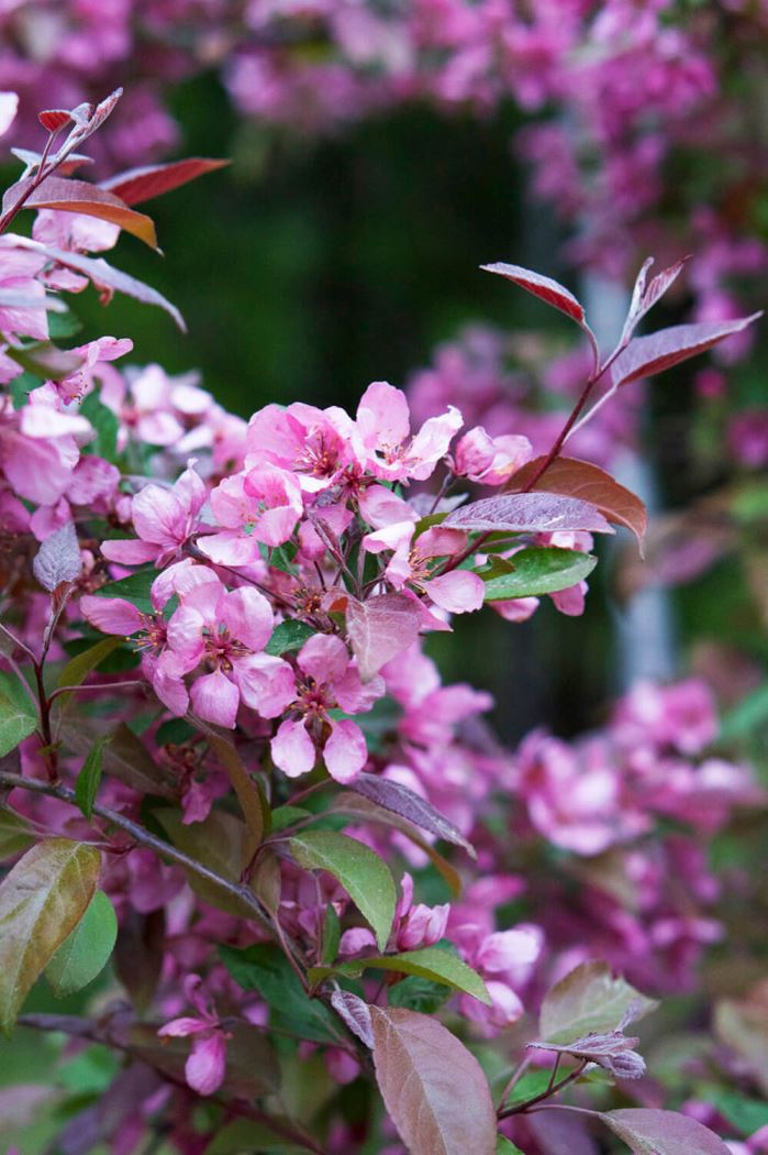 körsbärsträd i trädgården