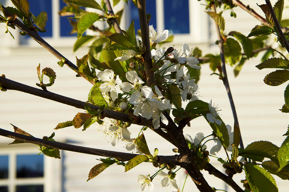 körsbärsträd i trädgården