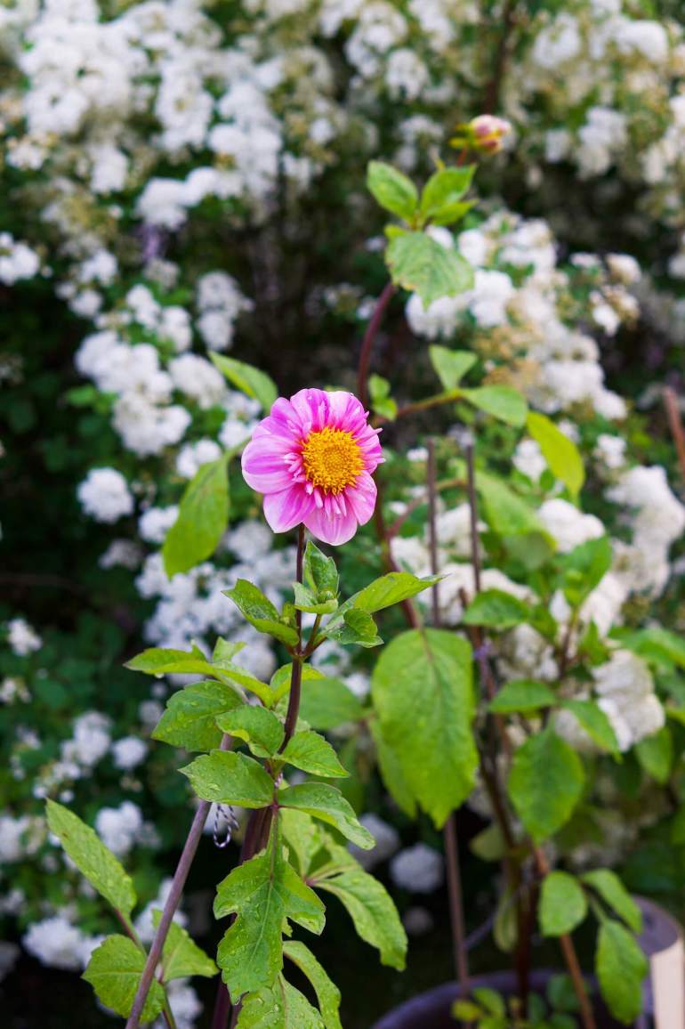 veckans-basta-tradgarden-i-juni-0-dahlia - Veckans bästa ♥