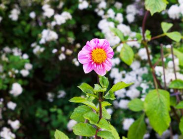 veckans-basta-tradgarden-i-juni-9-dahlia-1