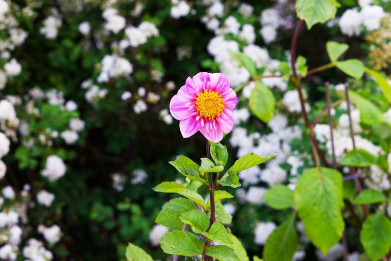 veckans-basta-tradgarden-i-juni-9-dahlia - Veckans bästa ♥