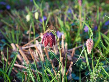 veckans-basta-tradgarden-kungsangslilja-1