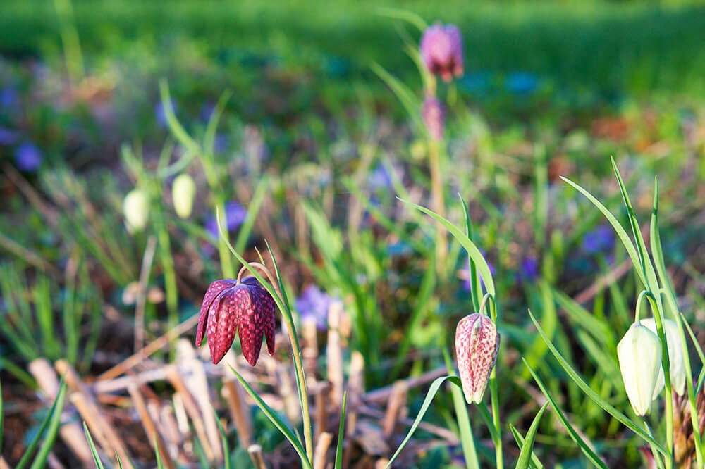 Kungsängsliljor i trädgården