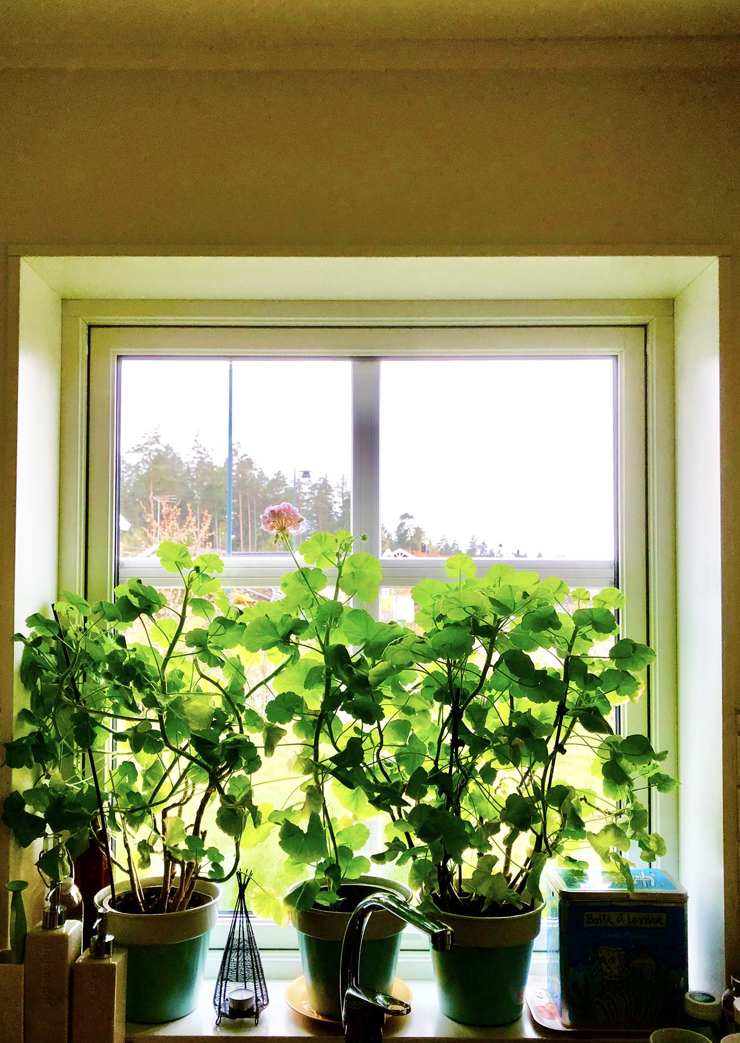 Utsikt från vårt kök