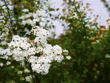 veckans-plan-spirea-2
