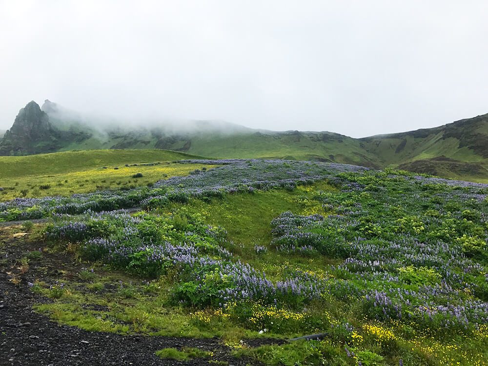Vík på Island