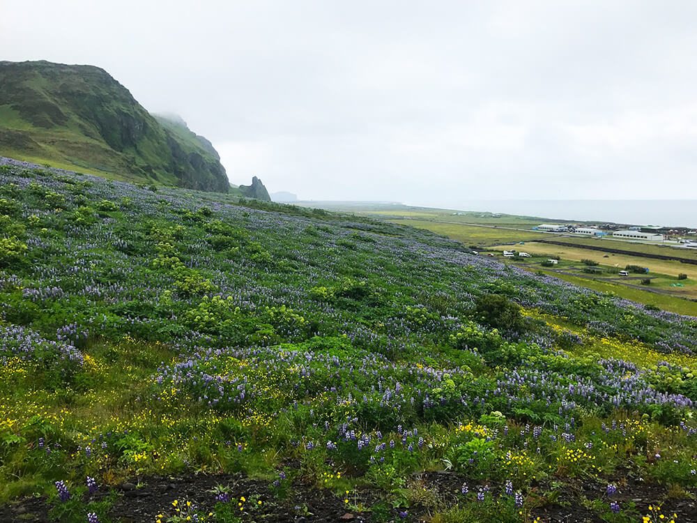 Vík på Island