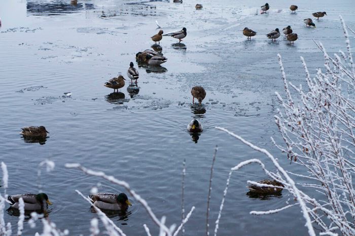 Vinter Norr Mälarstrand