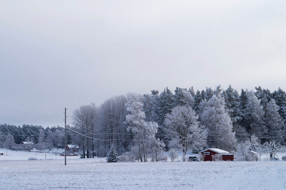 Vinterdag i skogen